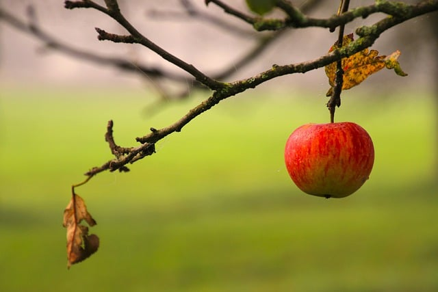 red apple, hanging, branch