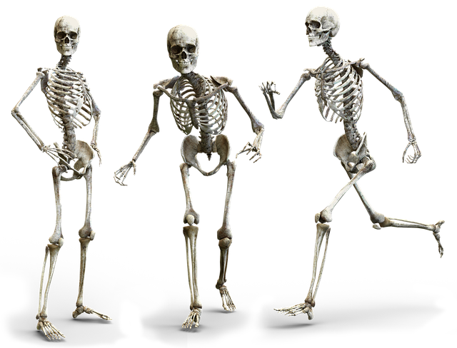 skeleton, human, bone